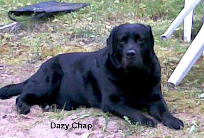 Dazy Chap